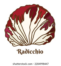 Hand drawn vector illustration of radicchio isolated on white background.