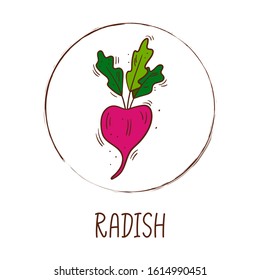Hand drawn vector illustration of a radish with round frame and inscription - Vegetable with leaves icon isolated