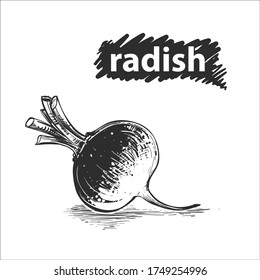 ilustración vectorial de rábano dibujada a mano.