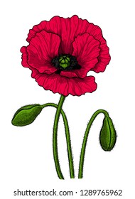 Hand drawn vector illustration of a red poppy with buds on white background. Element for design.