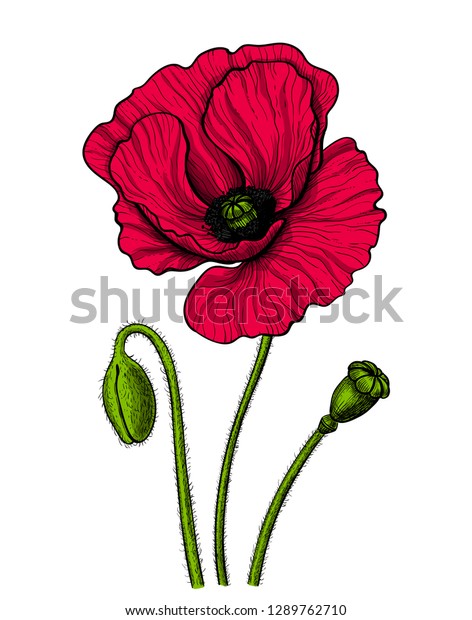 Hand Drawn Vector Illustration Red Poppy Stock Vector (Royalty Free ...
