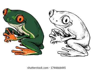 Hand drawn vector illustration of Red-eyed tree frog. Set of contour and color drawing isolated on white. Realistic cute reptile, animal sketch. Elements for design poster, print, postcard, t-shirt.