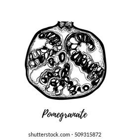 Hand drawn vector illustration. Retro illustration pomegranate. Organic food. Perfect for poster, scrapbooking, prints or coloring books etc. 