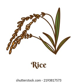 Hand drawn vector illustration of rice plant isolated on white background.