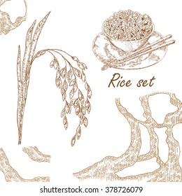 Hand drawn vector illustration rice plant