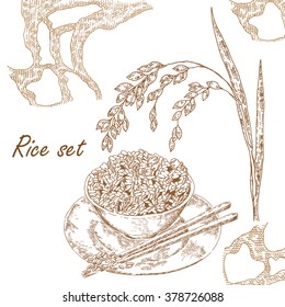 Hand drawn vector illustration rice plant