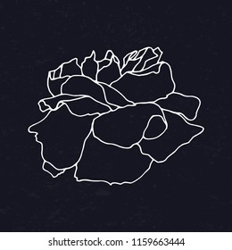 Hand drawn vector illustration - Rose flower.