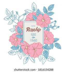 Hand drawn vector illustration of rosehip. Dog rose label lettering with space for text