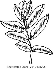 Ilustración vectorial dibujada a mano de la hoja de Rowan aislada sobre un fondo blanco.