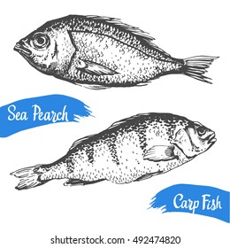 Hand drawn vector illustration with rudd fish. Market. Seafood menu. Brush calligraphy elements for your design. Handwritten ink lettering.