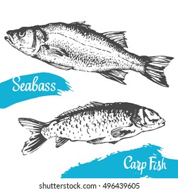 Hand drawn vector illustration with rudd fish. Market. Seafood menu. Brush calligraphy elements for your design. Handwritten ink lettering.