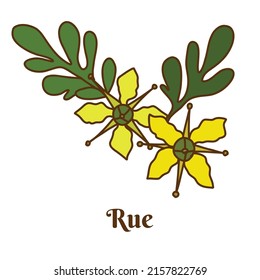 Hand drawn vector illustration of rue isolated on white background.