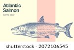 Hand drawn vector illustration of salmon fish. Atlantic salmon fish drawing illustration. Ink sketch. Cross hatching salmon fish drawing. Perfect for packaging design, decoration, educational graphics