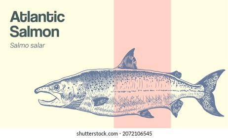 Hand drawn vector illustration of salmon fish. Atlantic salmon fish drawing illustration. Ink sketch. Cross hatching salmon fish drawing. Perfect for packaging design, decoration, educational graphics