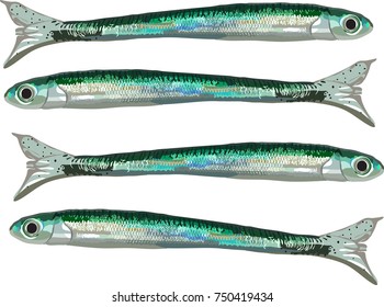 Hand drawn vector illustration of sardines