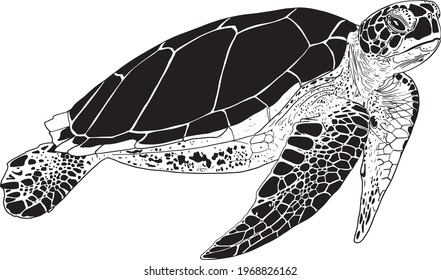 Hand drawn vector illustration of a sea turtle, black and white ink drawing