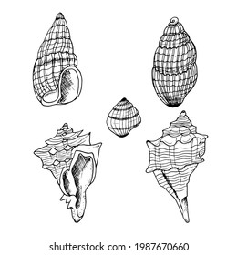 Hand drawn vector illustration of sea shelss set in black, on white background. Shells for prints on fabric, children's coloring, leaflets