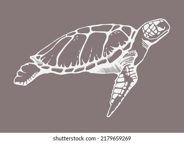 Hand drawn vector illustration of sea turtle.