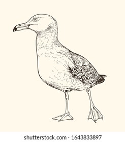 Hand drawn vector illustration of seagull. Vintage sketch of animal in the wild nature 