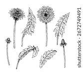 Hand drawn vector illustration set of dandelion elements flowers leaves buds and stems in ink style, ready for patterns, packaging, herbal labels, DIY crafting, branding, education and prints