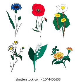 Hand drawn vector illustration set medicinal plants
