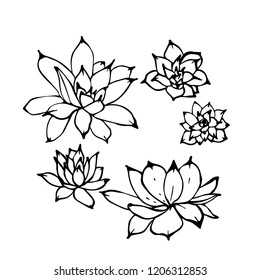 Hand drawn vector illustration set of echeveria succulent plants. View from above, linear ink contour drawing, isolated on white background.