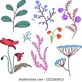 hand drawn vector illustration set of cute herbs, flowers and berries, with green leaves, pink ivy, poppy flower, fennel blue flower, red flowers, bellflower and blueberry on white background 