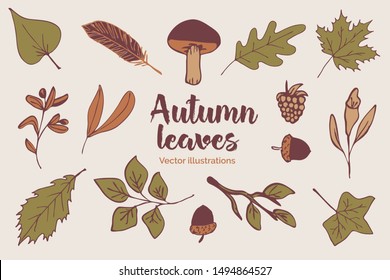 Hand drawn Vector Illustration Set of Autum/fall elements like leaves, acorns, flowers, a mushroom and a berry.