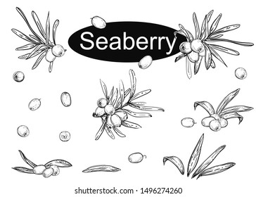 Hand drawn vector illustration set of seaberry branches, leaf, berry. Black and white sketch of hippophae. Painting isolated Sea buckthorn.