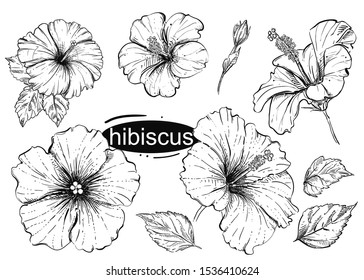 Hand Drawn Vector Illustration Set Flowers Stock Vector (Royalty Free ...