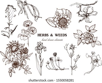 Hand drawn vector illustration set with branch, flowers.