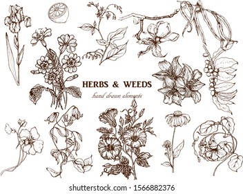 Hand drawn vector illustration set with branch, flowers.
