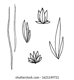 Hand drawn vector illustration. A set of simple twigs, wild grass. Sketch, black lines on white. For modern decor, clipart .