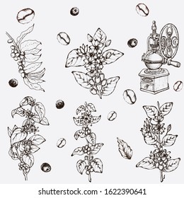 Hand drawn vector illustration set with coffee beans, branch, coffee maker