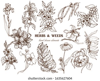 Hand drawn vector illustration set with branch, chamomile, lilly, coffee branch