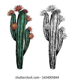 Hand drawn vector illustration. Set of contour and color drawings isolated on white. Realistic desert cactus. Elements for design, cards, prints, posters. Vintage, engraving style. Botanical sketch.