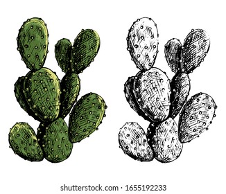 Hand Drawn Vector Illustration. Set Of Contour And Color Drawings Isolated On White. Realistic Desert Cactus. Elements For Design, Cards, Prints, Posters. Vintage, Engraving Style. Botanical Sketch.