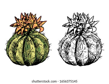 Hand drawn vector illustration. Set of contour and color drawings isolated on white. Realistic desert cactus. Elements for design, cards, prints, posters. Vintage, engraving style. Botanical sketch.