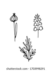 Hand drawn vector illustration. Set of simple flowers, grass, twigs. Black lines on white background, sketch, Doodle style.