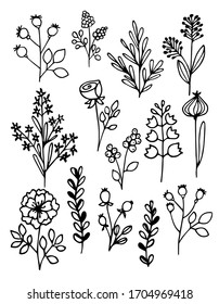 Hand drawn vector illustration. Set of simple flowers, grass, twigs. Black lines on white background, sketch, Doodle style.