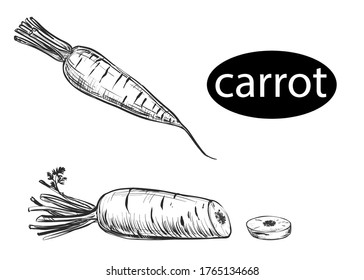 hand drawn vector illustration set of carrot, leaf, slice. Detailed isolated vegetarian food drawing. Elements in graphic style label, card, sticker, menu.