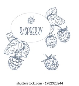 Hand drawn vector illustration set of raspberry. Summer berries, harvest bright fruit. Seasonal dessert. Isolated images for design, packaging, menu