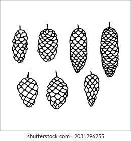 Conjunto de ilustraciones vectoriales dibujadas a mano del cono de pino de Spruce y Fir. Aislado sobre fondo blanco. 