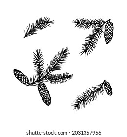 Ilustración vectorial dibujada a mano de ramas de árbol de Navidad con conos. Aislado sobre fondo blanco. Rama prudente 