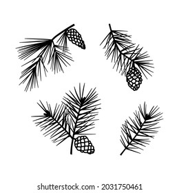 Hand drawn vector illustration set of Christmas tree branches with cones. Isolated on white background. Pine branch 