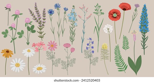 Ilustración vectorial dibujada a mano. Flores silvestres de verano. Pradera de flores