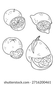 Hand drawn vector illustration set of citrus fruits including orange and lemon shown whole and sliced in outline style. The image represents healthy food, freshness, nutrition