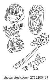 Handgezeichnete Vektorgrafik-Set von grünem Gemüse einschließlich Fenchel, Sellerie, Kohl, Artischocke und grünen Blättern ganz gezeigt und im Umriss geschnitten.