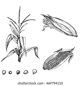 Hand drawn vector illustration set of corn, grain, stalk. sketch. Vector eps 8
