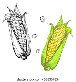 Hand drawn vector illustration set of color and monochrome corn, grain, stalk. sketch. vector eps 8